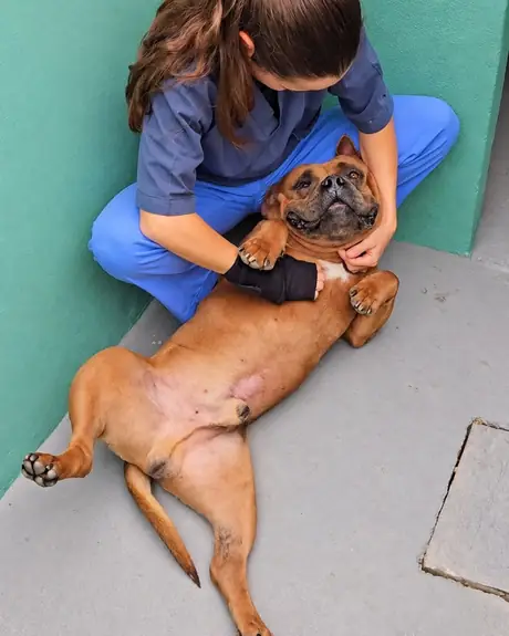 Veterinária de pijama azul fazendo carinho em um boxer deitado de barriga para cima