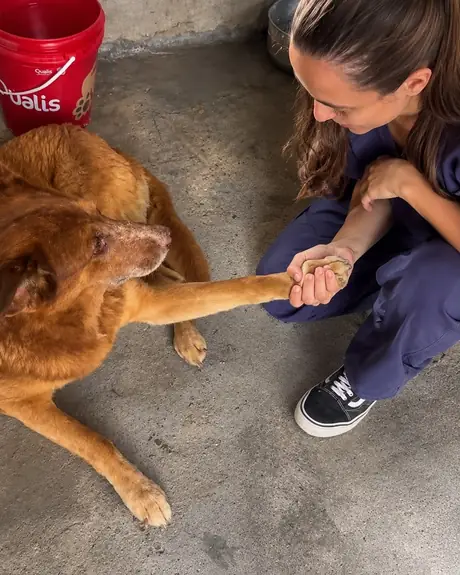 Cachorro idoso deitado dando a pata para a veterinária