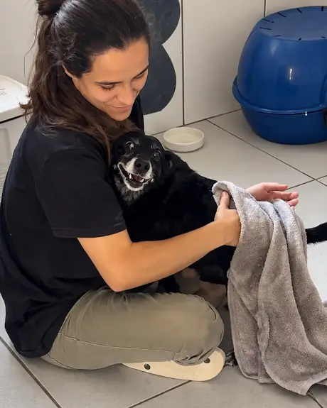 Veterinária secando com uma toalha um cachorro preto pequeno