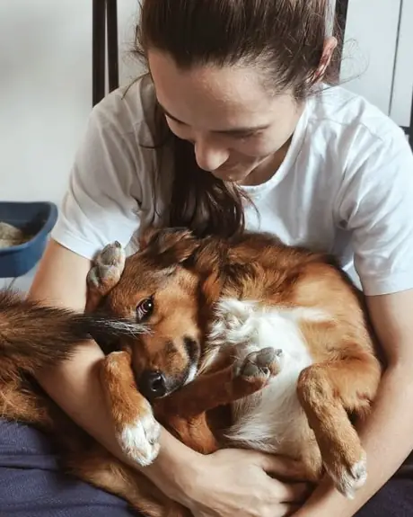 Cachorro caramelo e branco deitado no colo da veterinária