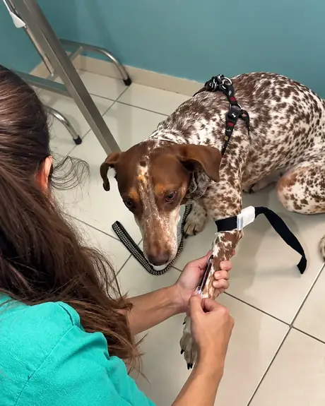 Veterinária examinando a pata de um cachorro malhado