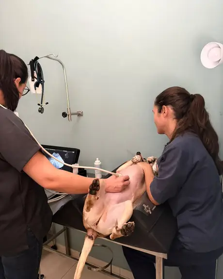 Exame de ultrassom em um cachorro deitado de barriga para cima na mesa