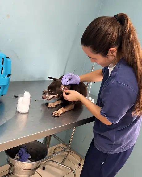 Veterinária examinando a orelha de um cachorro pequeno na mesa de inox