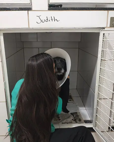 Veterinária cuidando da paciente Judith na baia da internação