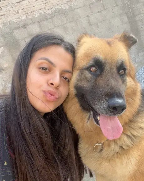 Pastor-alemão de língua de fora ao lado da veterinária