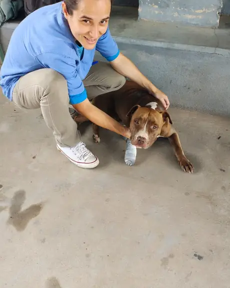 Veterinária fazendo carinho em um pit bull com curativo na pata